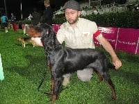 Étalon Setter Gordon - In vino veritas du Vignoble d'Anjou