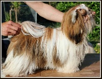 Étalon Shih Tzu - I'm the talk of the town of ai huong lan's Dreams