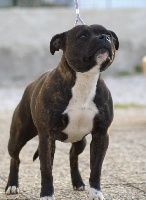 Étalon Staffordshire Bull Terrier - Black sunday cynospirit