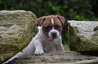 Étalon Staffordshire Bull Terrier - Joyce The Dream For Still