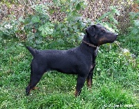 Étalon Terrier de chasse allemand - CH. Dana (Sans Affixe)