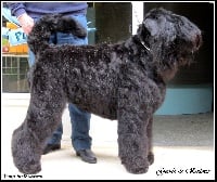 Étalon Terrier noir - CH. Geode de Koslova