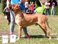 Étalon Tosa - CH. Tajfun Z Horowych Bagien