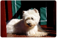 Étalon West Highland White Terrier - Dino De l'etoile du buchet