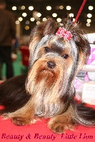 Étalon Yorkshire Terrier - Beauty & Beauty Little lion
