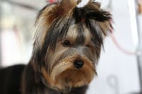 Étalon Yorkshire Terrier - Beauty & Beauty New york secret boy
