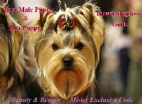 Étalon Yorkshire Terrier - Beauty & Beauty Mister exclusive code