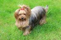Étalon Yorkshire Terrier - Lana Gai-lutins