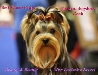 Étalon Yorkshire Terrier - Beauty & Beauty Miss exclusive secret