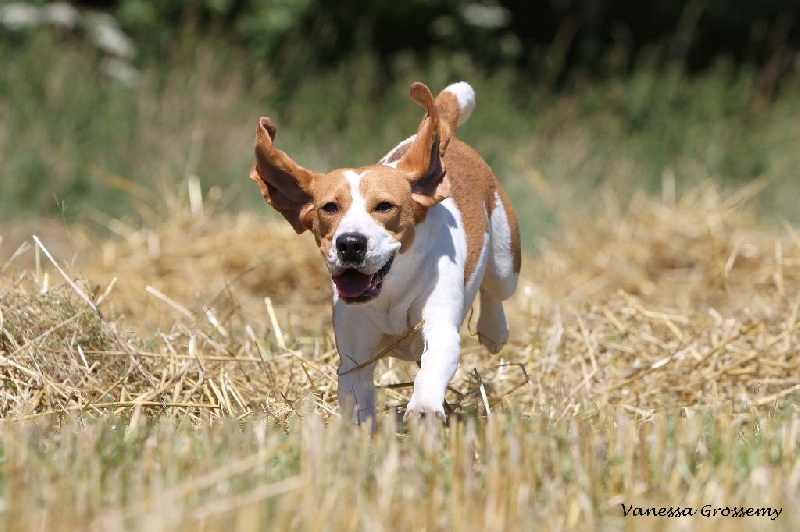 Publication : des collines mimetaines Auteur : Vanessa Grossemy