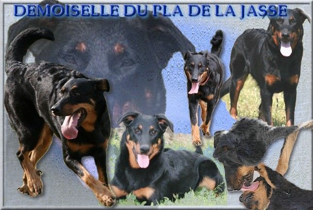 Demoiselle du Pla de la Jasse