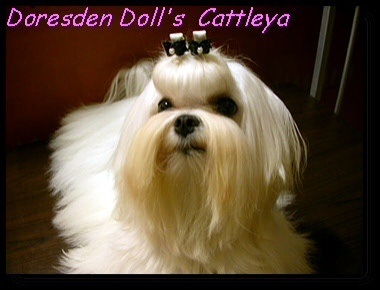 doresden doll's Cattleya