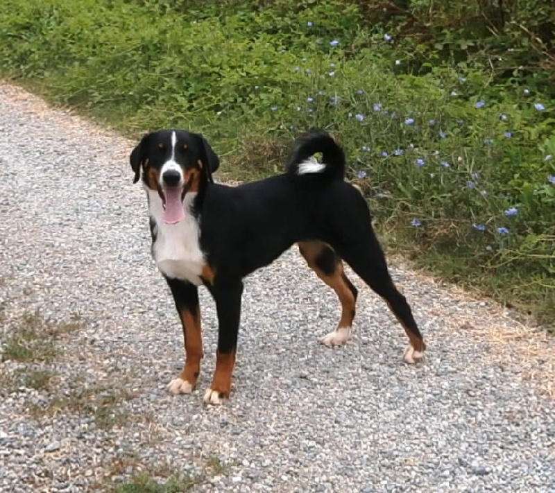 Publication : ca' del corsi