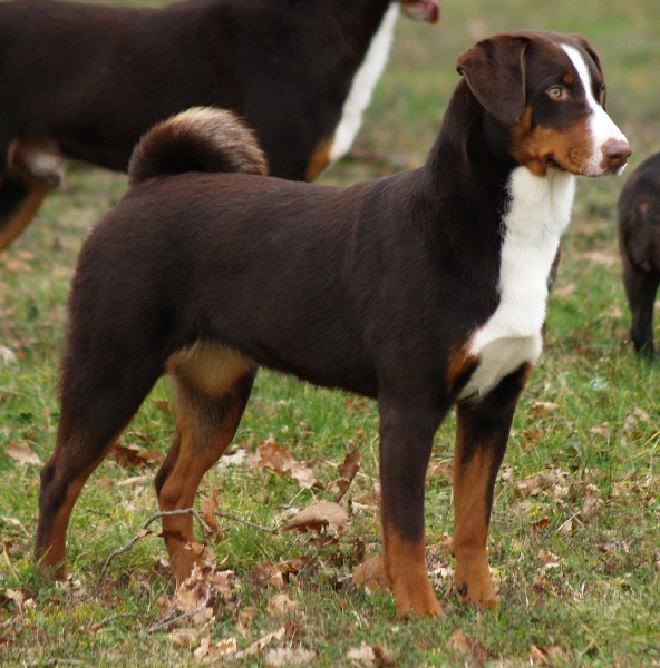 Publication : ca' del corsi