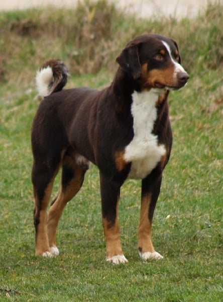 Publication : ca' del corsi