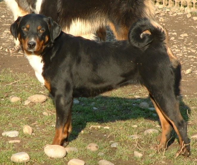 CH. ca' del corsi Irott