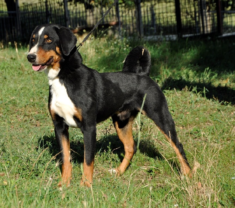 Publication : ca' del corsi