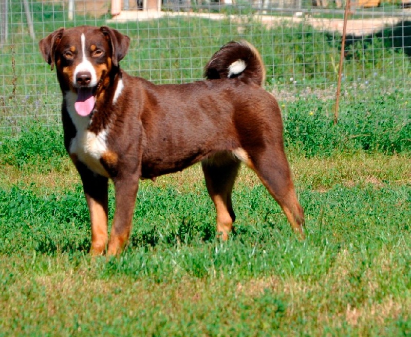 ca' del corsi Tiffany