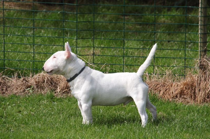 Publication : Des jardins de margaux Auteur : JARDINS DE MARGAUX