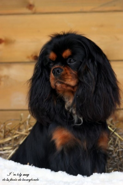 Publication : De La Feerie De Broceylande Auteur : manuela serot