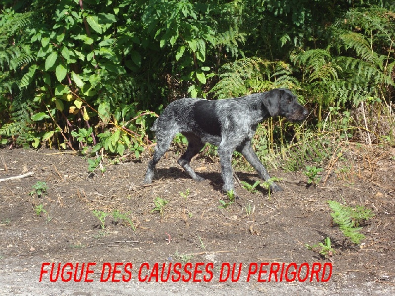 Fugue des causses du perigord