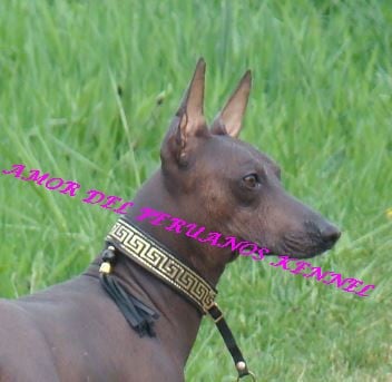 Publication : Amor Del Peruanos Auteur : Laurence TOCK AMOR DEL PERUANOS