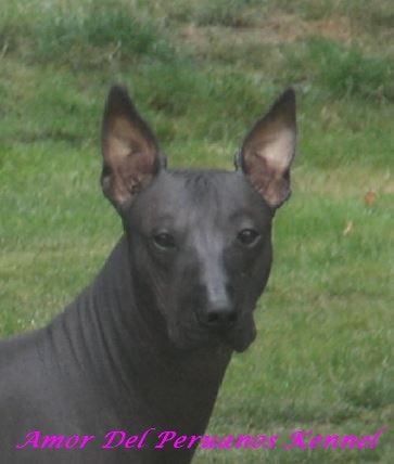 Publication : Amor Del Peruanos Auteur : Laurence TOCK