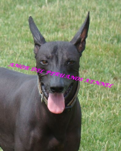 Publication : Amor Del Peruanos Auteur : Laurence TOCK