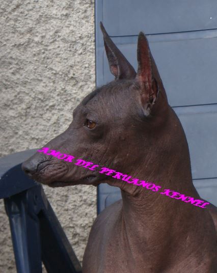 Publication : Amor Del Peruanos Auteur : Laurence TOCK AMOR DEL PERUANOS 