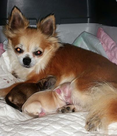  Auteur : Sylvie Persuy