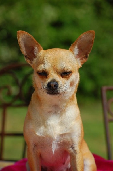 Publication : De La Duchesse De Normandie