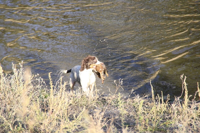 CH. Darling du Marais de Saintonge