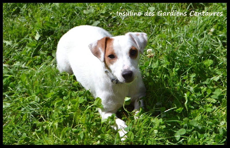 Insuline Des Gardiens Centaures