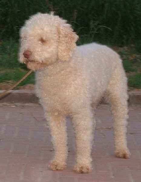 ca' del corsi Pedro
