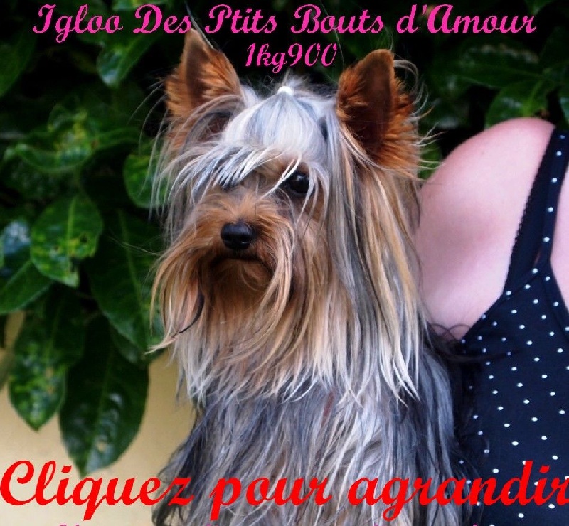 Publication : Des P'tits Bouts D'amour Auteur : Monique GIRAUD