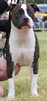 Étalon American Staffordshire Terrier - Dreamclass Havana