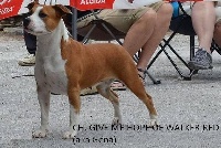 Étalon American Staffordshire Terrier - CH. (géna) give me hope of Walker red kennel