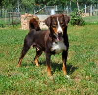 Étalon Bouvier de l'Appenzell (appenzellois) - ca' del corsi Savannah