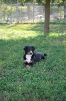 Étalon Bouvier de l'Appenzell (appenzellois) - ca' del corsi Rachele