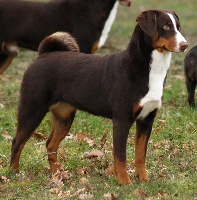 Étalon Bouvier de l'Appenzell (appenzellois) - ca' del corsi Zagara
