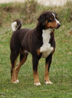 Étalon Bouvier de l'Appenzell (appenzellois) - CH. ca' del corsi Toto'
