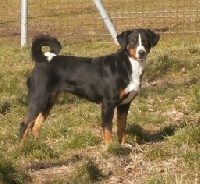 Étalon Bouvier de l'Appenzell (appenzellois) - ca' del corsi Tanka