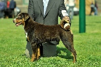 Étalon Bouvier de l'Appenzell (appenzellois) - CH. Bruno (Sans Affixe)