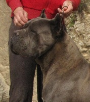 Étalon Cane Corso - Rothorm Jy Dream Xander