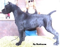 Étalon Cane Corso - Rothorm Jy Dream B boy