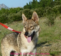 Étalon Chien-loup tchecoslovaque - I'kaya De La Colline De L'Auryana