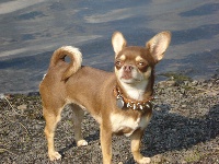 Étalon Chihuahua - Havane De misandre