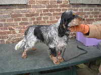 Étalon Cocker Spaniel Anglais - keen hunter Look