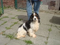 Étalon Cocker Spaniel Anglais - keen hunter Gilda