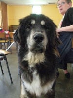 Étalon Dogue du Tibet - M'namgyal de Dzogtchen